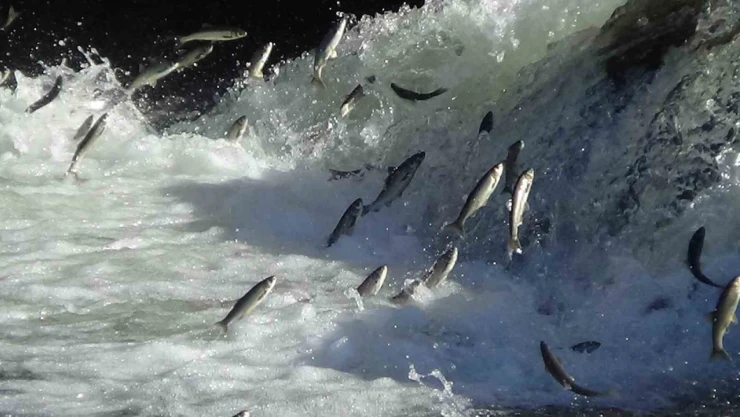 Van'da 3 aylık süreçte kaçak avlanan 78 ton inci kefaline el konuldu