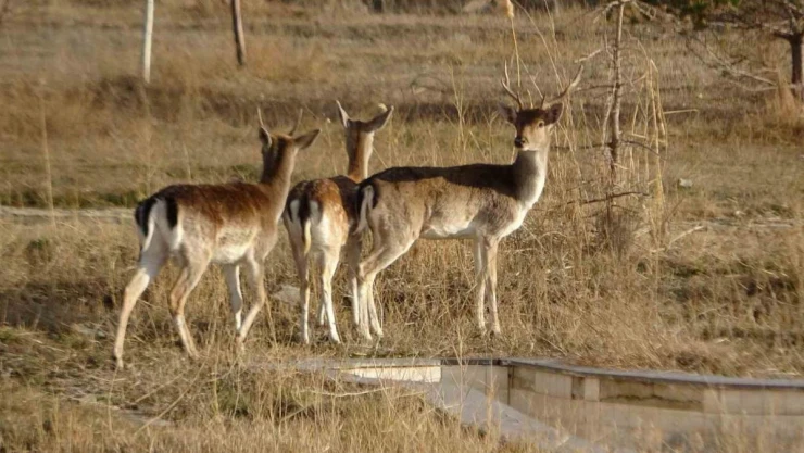 Van'da koruma altına alınan alageyikler, üretim merkezlerine gönderildi