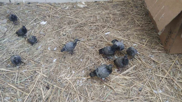 Van'da yıkılan metruk yapıda bulunan ve koruma altına alınan 20 yavru güvercin şırınga ile besleniyor