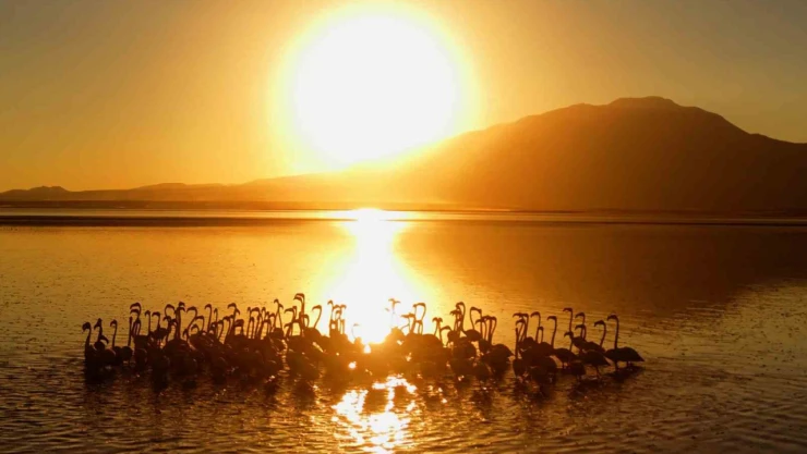 Van Gölü'nde gün batımıyla flamingoların güzelliği