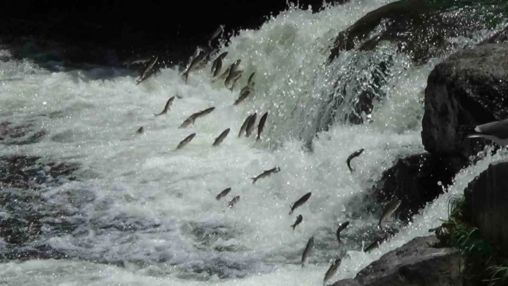 Van Gölü'nün eşsiz canlısı inci kefalinin muhteşem göçü devam ediyor