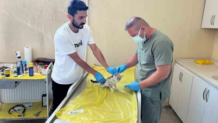 Veteriner ekibinden can dostlar için yoğun mesai