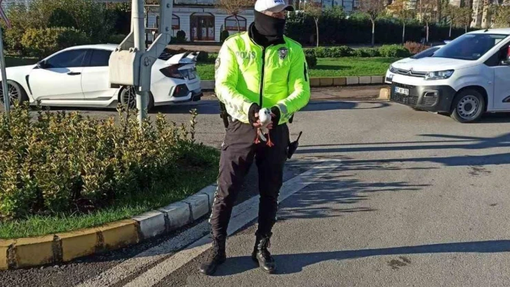 Yaralı martıya polisten şefkat eli