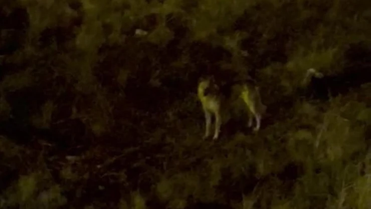 Yüksekova'da aç kalan kurt mahalleye indi