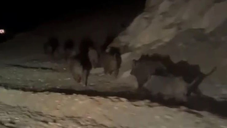 Yüksekova'da domuz sürüsü görüntülendi