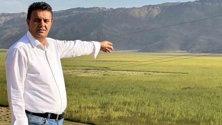 Yüksekova'da her sene yakılan Nehil Sazlığı bu sene yeşerdi