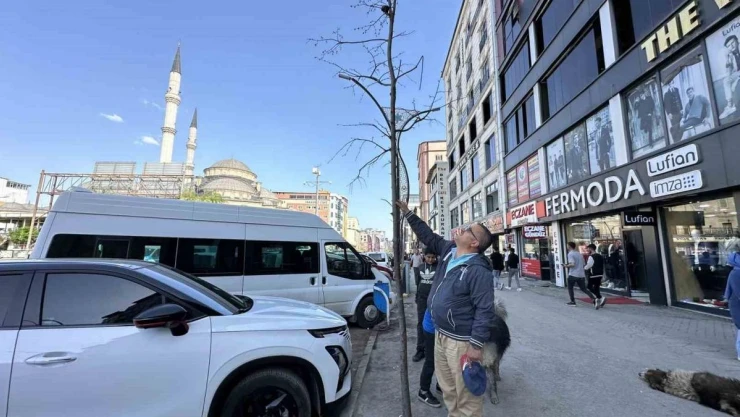 Yüksekova'da ilginç görüntü: Yolun bir tarafındaki ağaçlar kurudu, diğer tarafındakiler yeşillendi