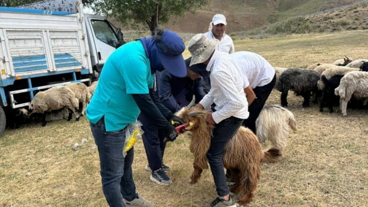 Yüksekova'da küpeleme ve aşılama çalışması sürüyor