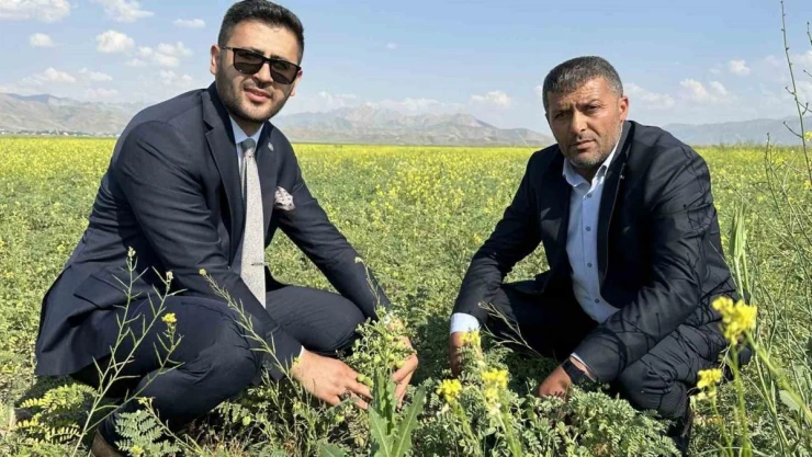 Yüksekova'da nohut bereketi