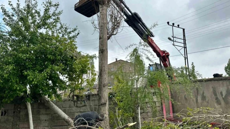 Yüksekova'da polen oluşturan ağaçların kesimine başlandı