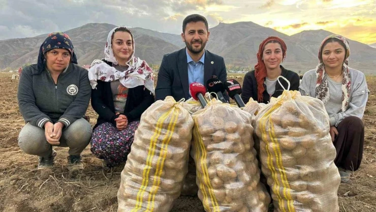 Yüksekova'nın toprağından bereket fışkırıyor: Ton ton patates elde edildi