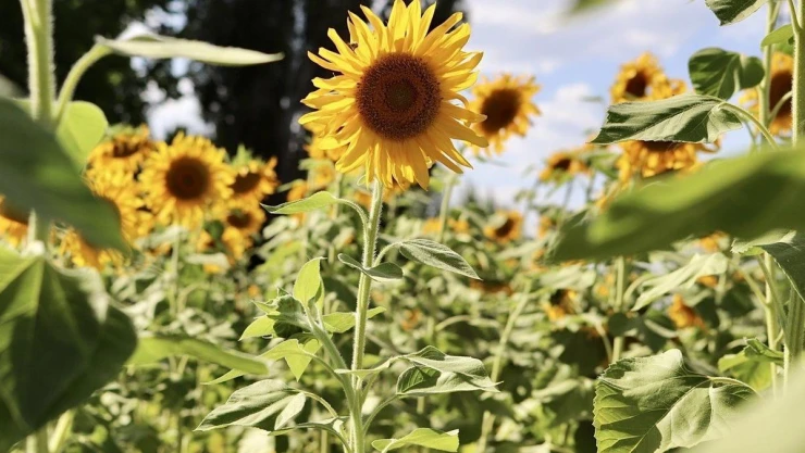Yüzünü güneşe dönen 'günebakanlar' göz kamaştırdı