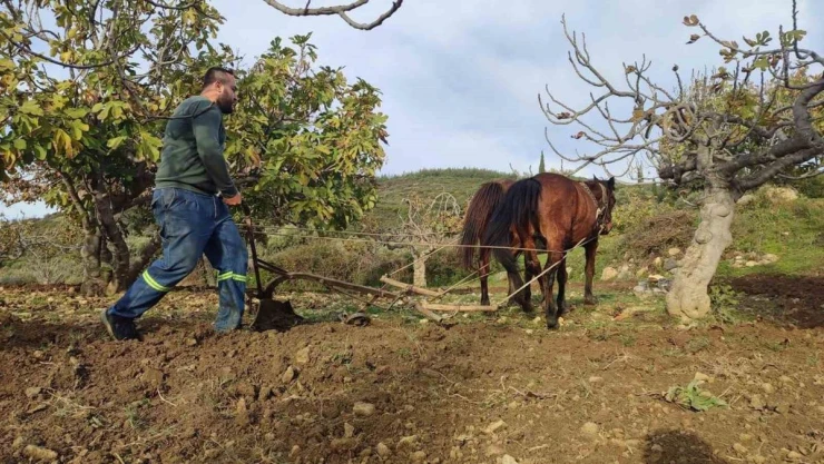 Zorlu araziler at ve katırlarla hazırlanıyor