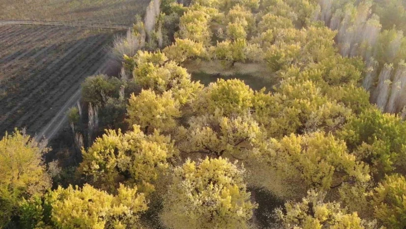 Iğdır'ın kayısı bahçelerindeki sonbahar güzelliği havadan görüntülendi