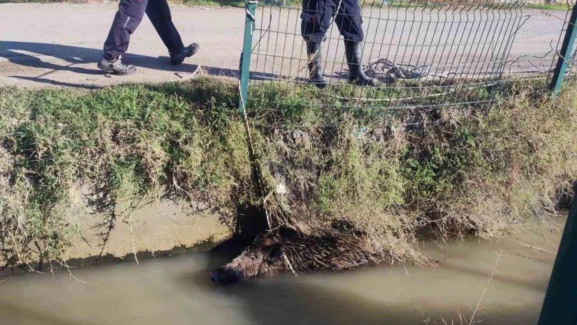 Sulama kanalına düşen yaban domuzu mahalleliyi ayağa kaldırdı