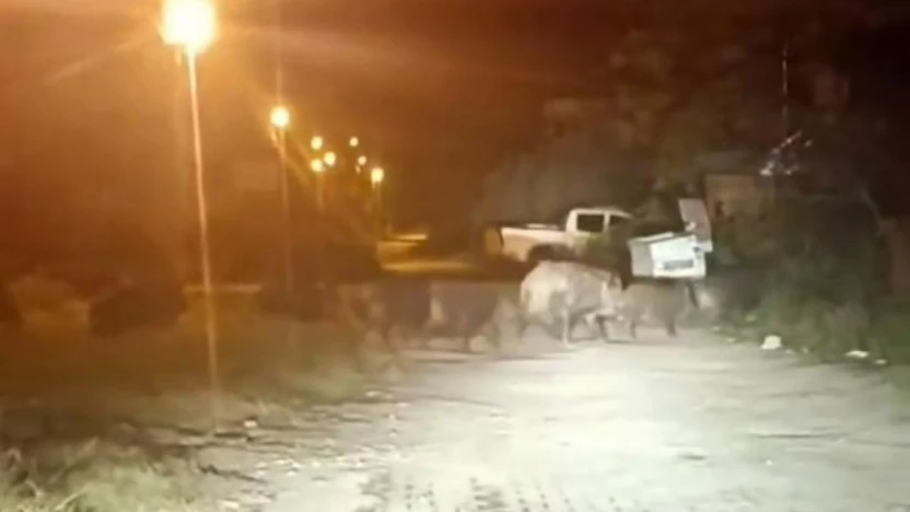 Hatay'da aç kalan domuz sürüsü mahalleye indi