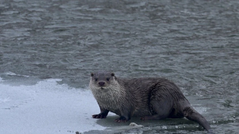 Donan karasu'da su samuru sürprizi: Muş'ta objektiflere yansıdı