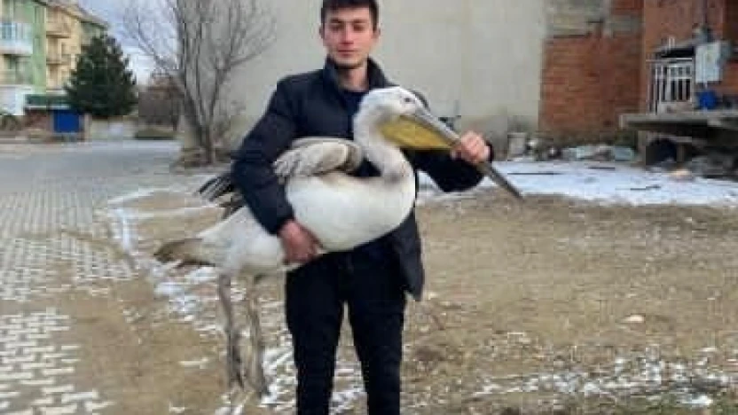 Sokakta şaşırtan keşif: Genç, yaralı pelikanı buldu