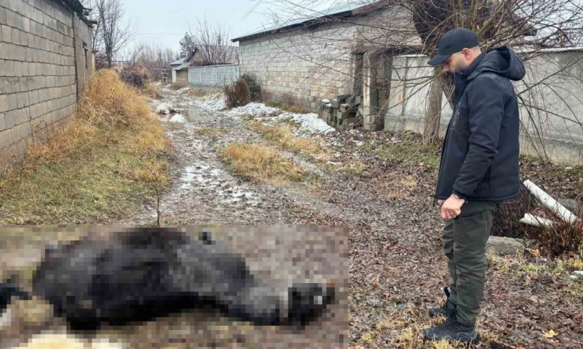 Vicdanları sızlatan olay: At ve eşek katillerini arıyorlar