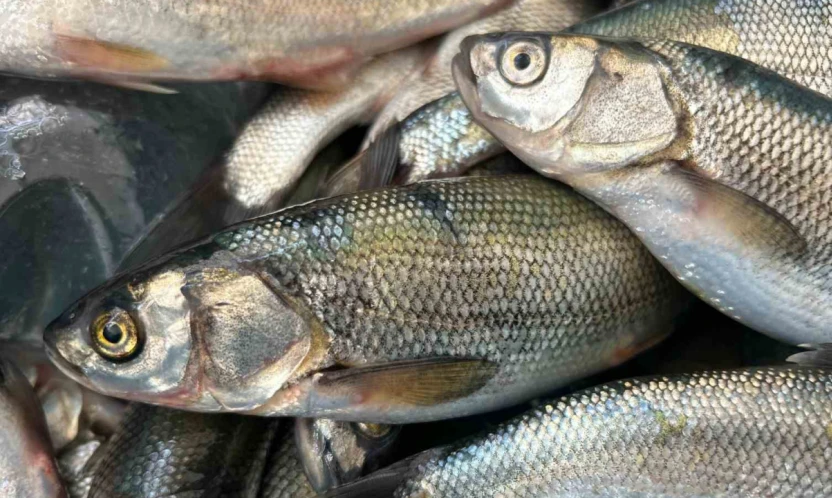 İnci kefali tezgâhlarda yerini aldı