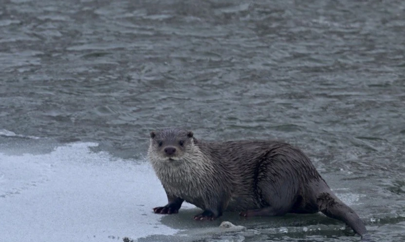 Donan karasu'da su samuru sürprizi: Muş'ta objektiflere yansıdı